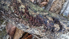 Xylobolus spectabilis