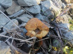 Fungi