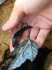 Aphredoderus sayanus