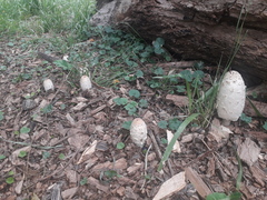 Coprinus comatus