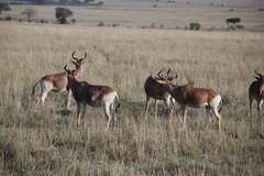 Alcelaphus buselaphus cokii