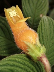 Columnea strigosa