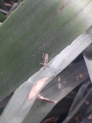 Naupactus xanthographus
