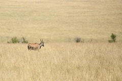 Tragelaphus oryx pattersonianus