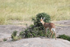 Raphicerus campestris neumanni