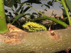 Leucanella viridescens