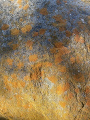 Polycauliona bolacina