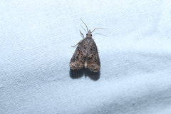 Platynota idaeusalis