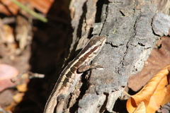 Liolaemus schroederi