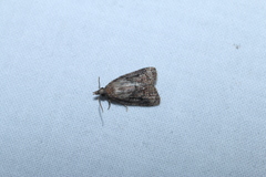 Platynota idaeusalis