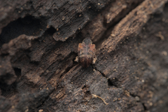 Conotrachelus anaglypticus