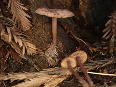 Pseudobaeospora