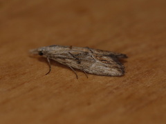 Nola paroxynta