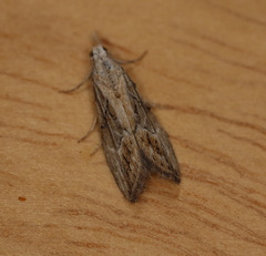 Nola paroxynta