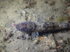 Saurida nebulosa