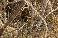 Icterus graduacauda