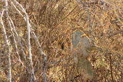 Icterus graduacauda