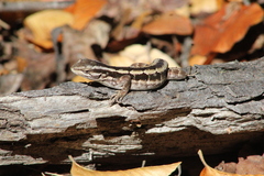 Liolaemus schroederi