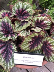 Begonia rex