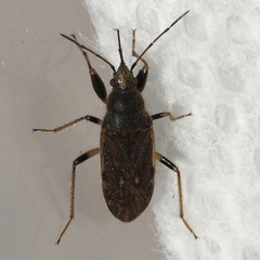 Perigenes constrictus