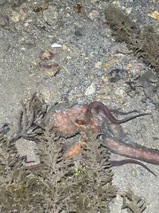 Callistoctopus dierythraeus