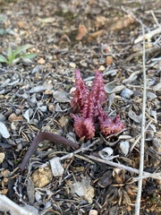 Pedicularis densiflora