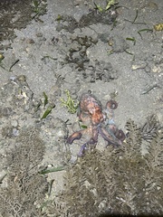 Callistoctopus dierythraeus