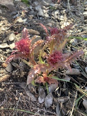 Pedicularis densiflora