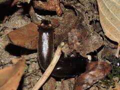 Phanophorus perspicax