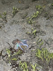 Callistoctopus dierythraeus