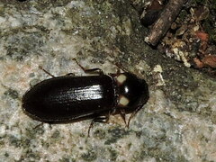 Phanophorus perspicax