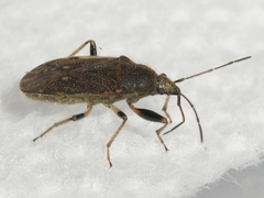 Perigenes constrictus