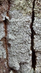 Lepra hypothamnolica