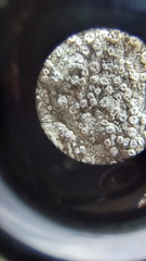 Lepra hypothamnolica