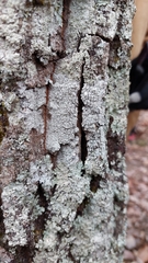 Lepra hypothamnolica