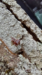 Lepra hypothamnolica