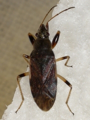 Perigenes constrictus