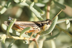 Dichroplus elongatus