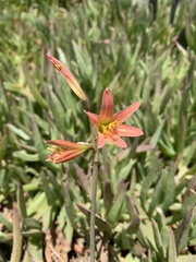 Zephyranthes advena