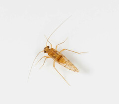 Epipsocidae