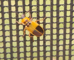 Chauliognathus flavipes