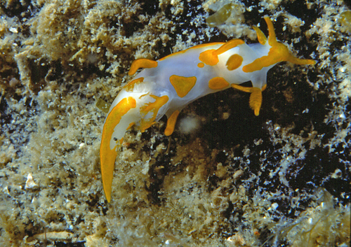 Trapania maculata