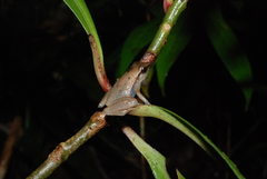 Cophixalus cheesmanae