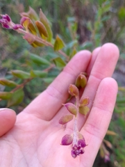 Grevillea mucronulata