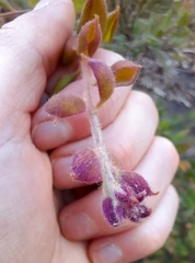 Grevillea mucronulata