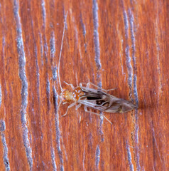 Caeciliusidae