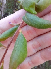 Grevillea mucronulata
