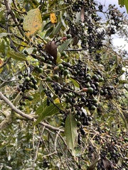 Syzygium cumini