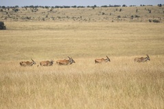 Tragelaphus oryx pattersonianus