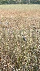 Egretta
